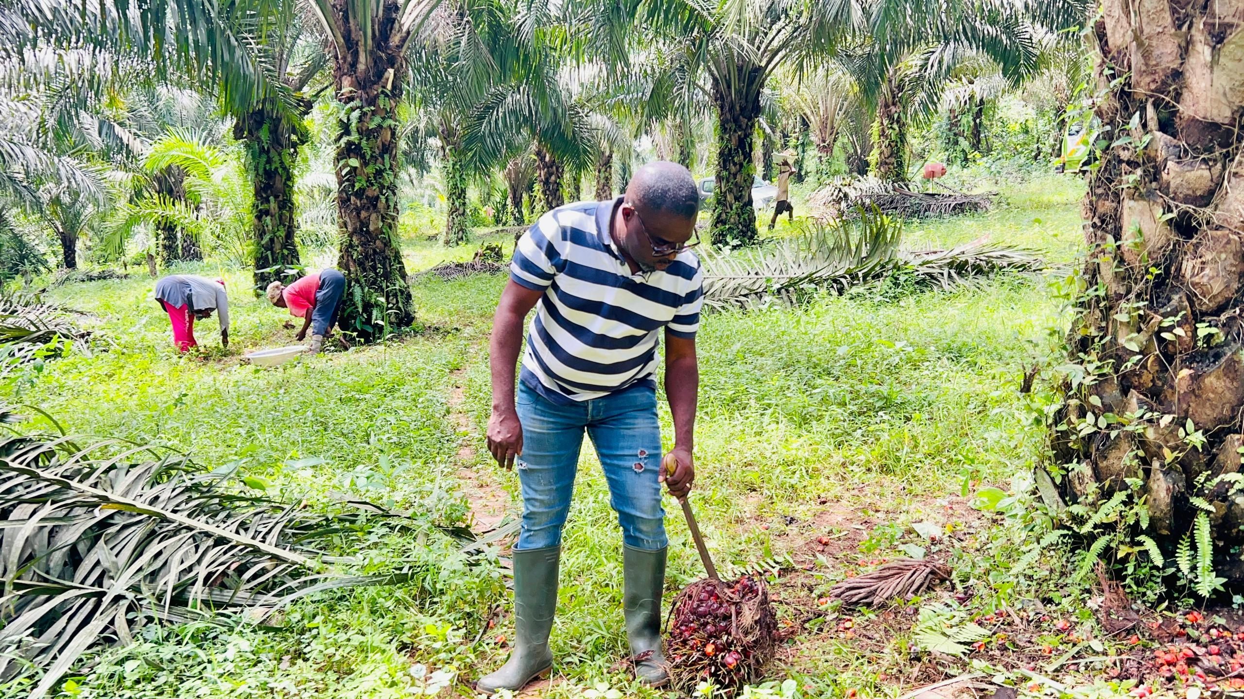 Onesta Launches RedGold Oil Palm Project