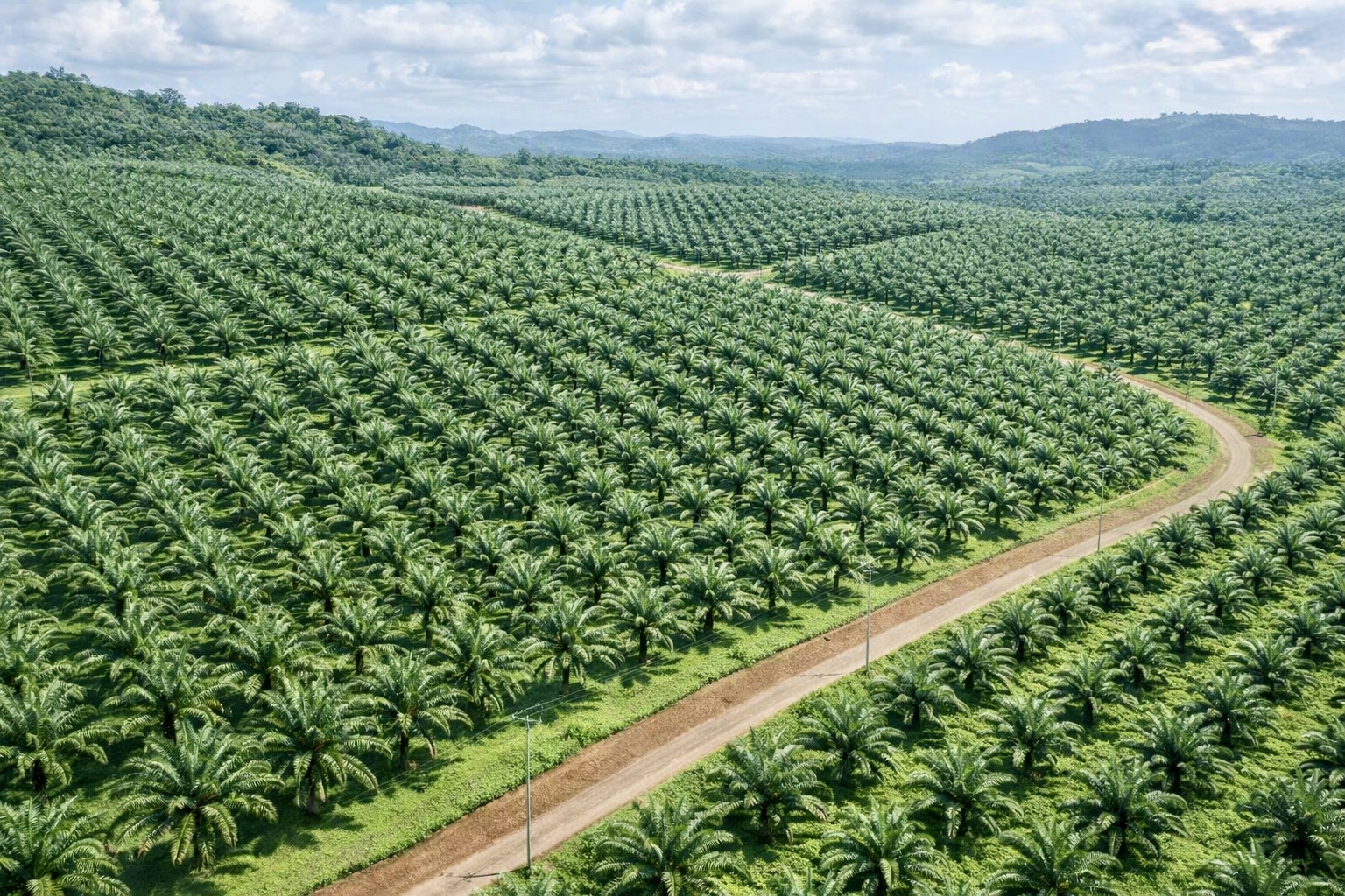 RedGold Oil Palm Plantation